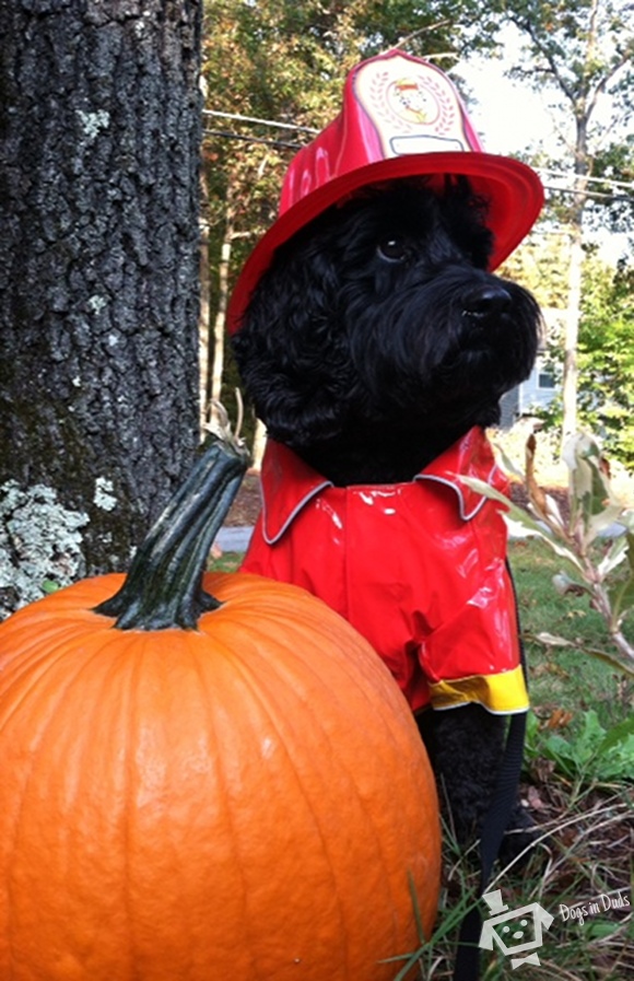 Guinness-fire-dog-Halloween-2012