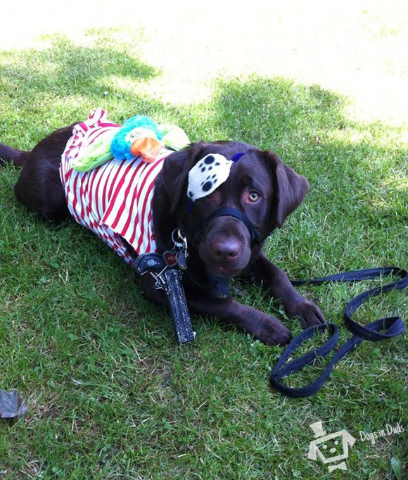Leo-in-pirate-costume