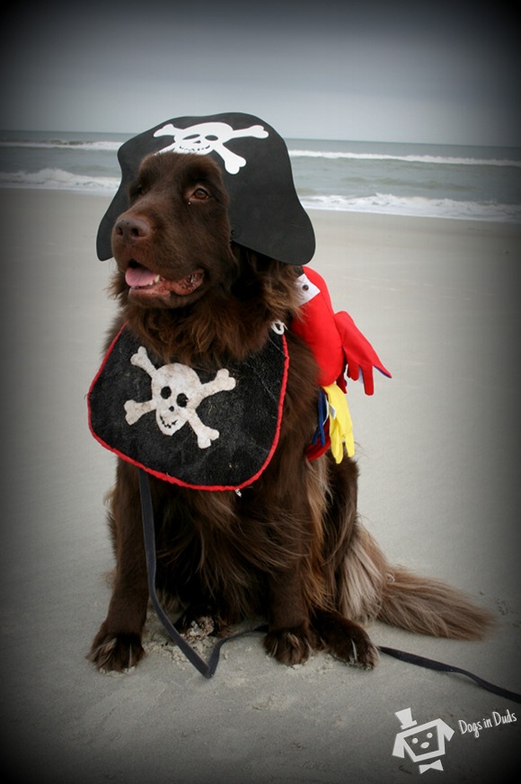 Zoey-on-the-beach2