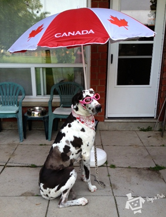 beat-the-dog-heat
