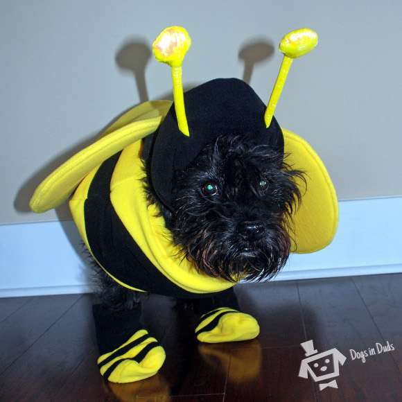 buzz-bee