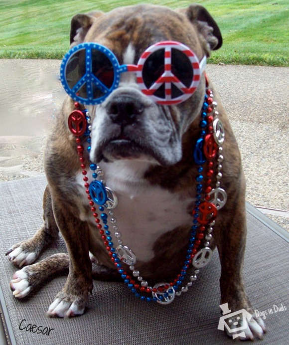 caesar-usa