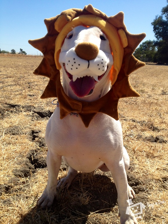 chloe-lion-2