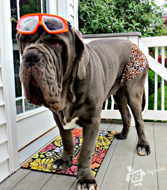 leo-speedo