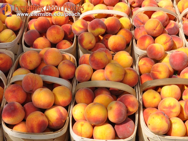 peach_baskets_eap_desktop_wallpaper