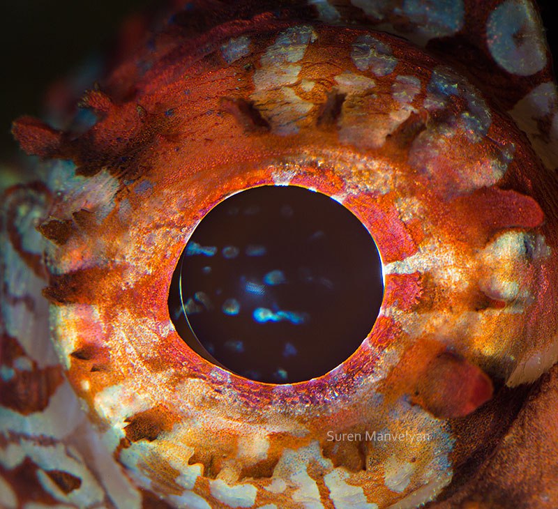 03 - Weedy scorpionfish-things-life