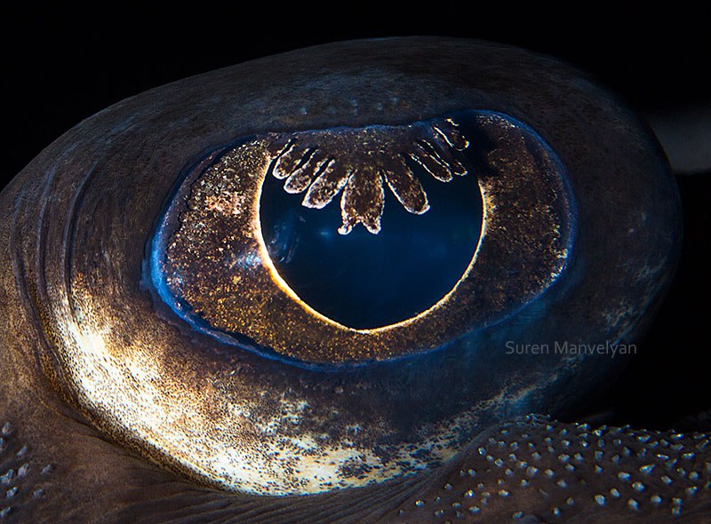 10 - Thornback-ray fish-things-life