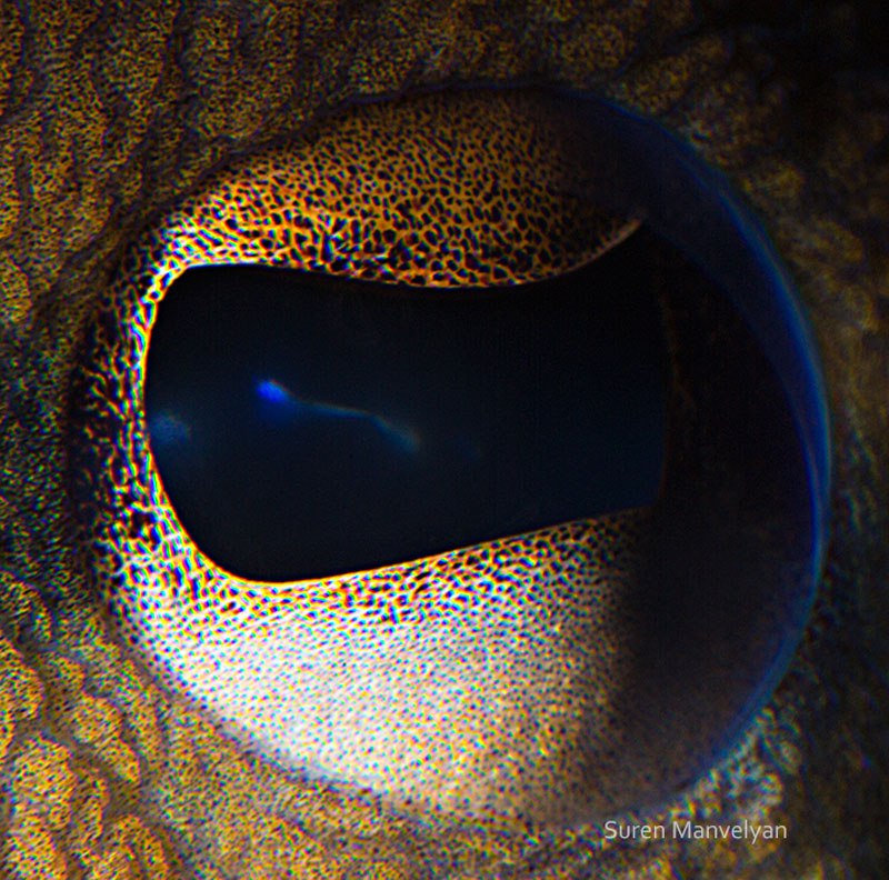 12 - Octopus-things-life