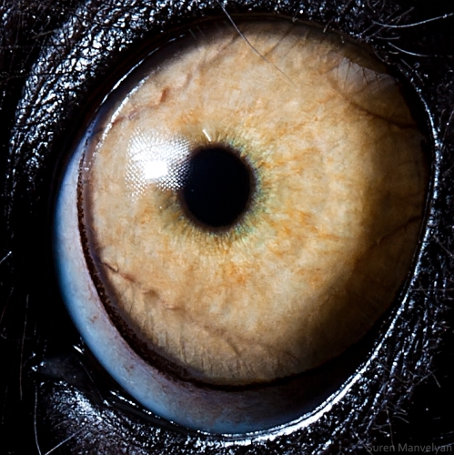26 - Lemur Catta-things-life