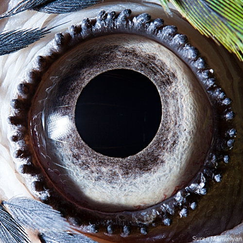 27 - Blue-yellow macaw parrot-things-life