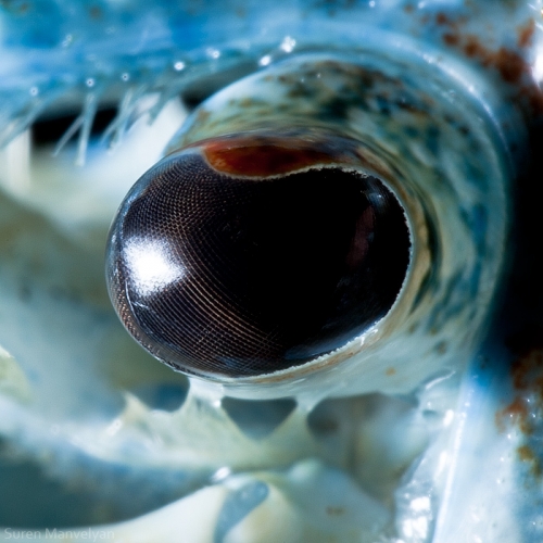 30 - Blue crayfish-things-life