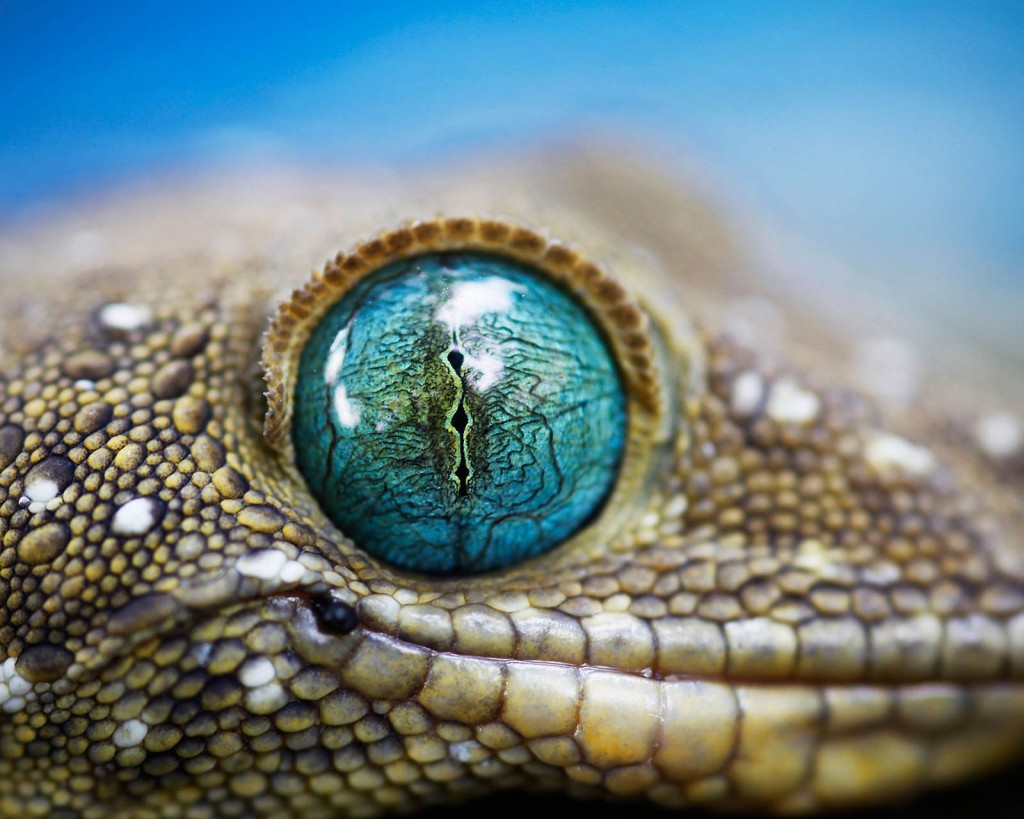 43 - Gecko-things-life