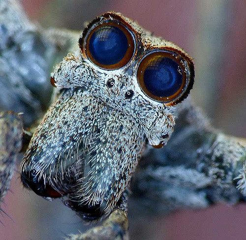 44 - Ogre Spider-things-life