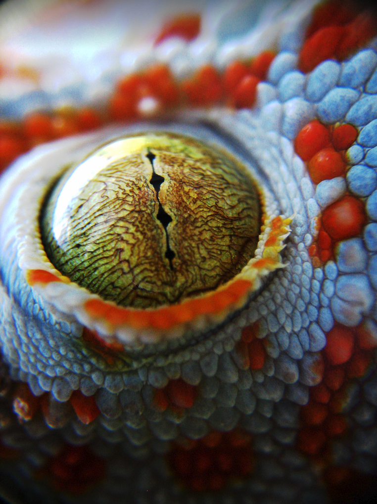 45 - Gecko-things-life