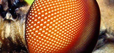 47 - Dragon Fly-things-life