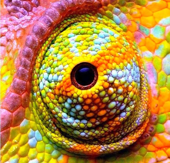 48 - Chameleon-things-life