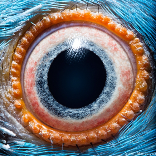 49 - Parrot-things-life