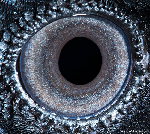 50 - 
Raven-things-life