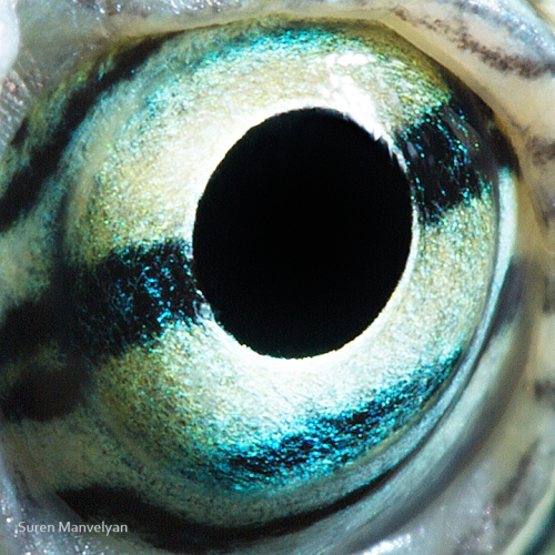 52 - Red-eared turtle-things-life