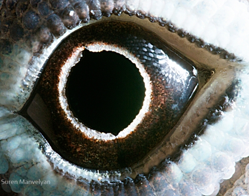 55 - Anolis lizard-things-life