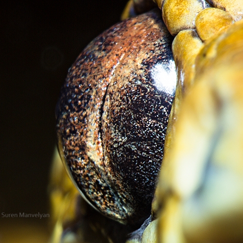 57 - Garden Tree boa-things-life