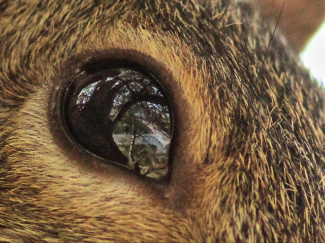 65 - Squirrel-things-life