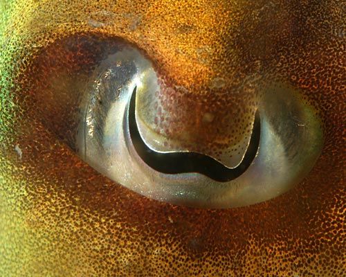 66 - Cuttlefish-things-life