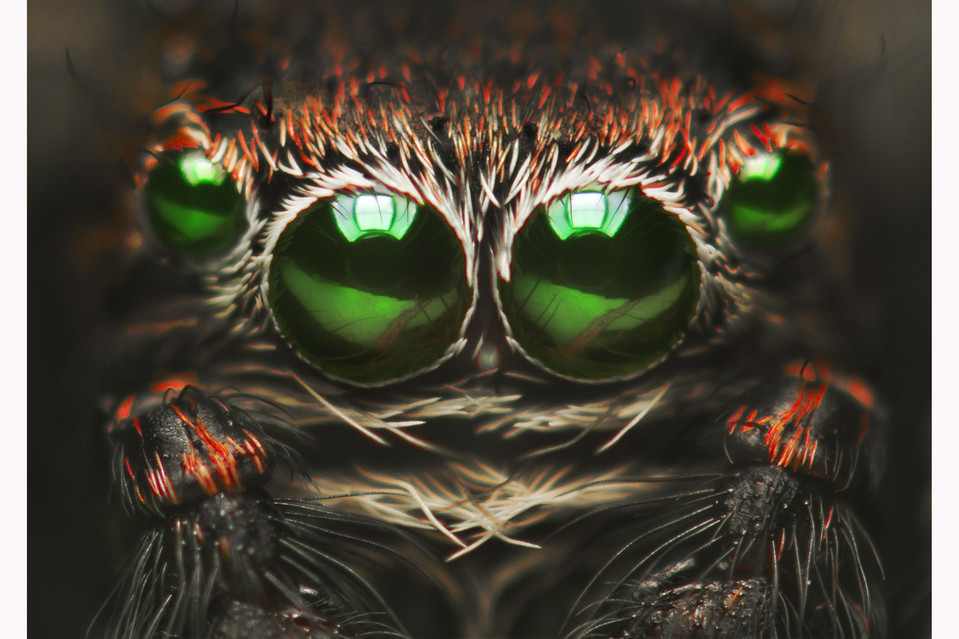 67 - Jumping Spider-things-life