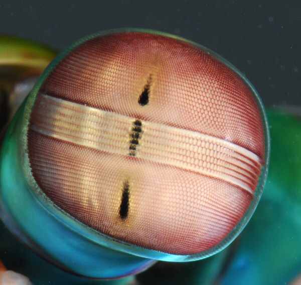 68 - Mantis Shrimp-things-life