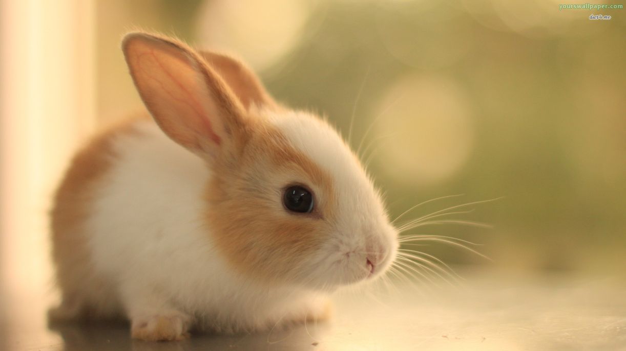 6286942-cute-rabbit-wallpaper-hd