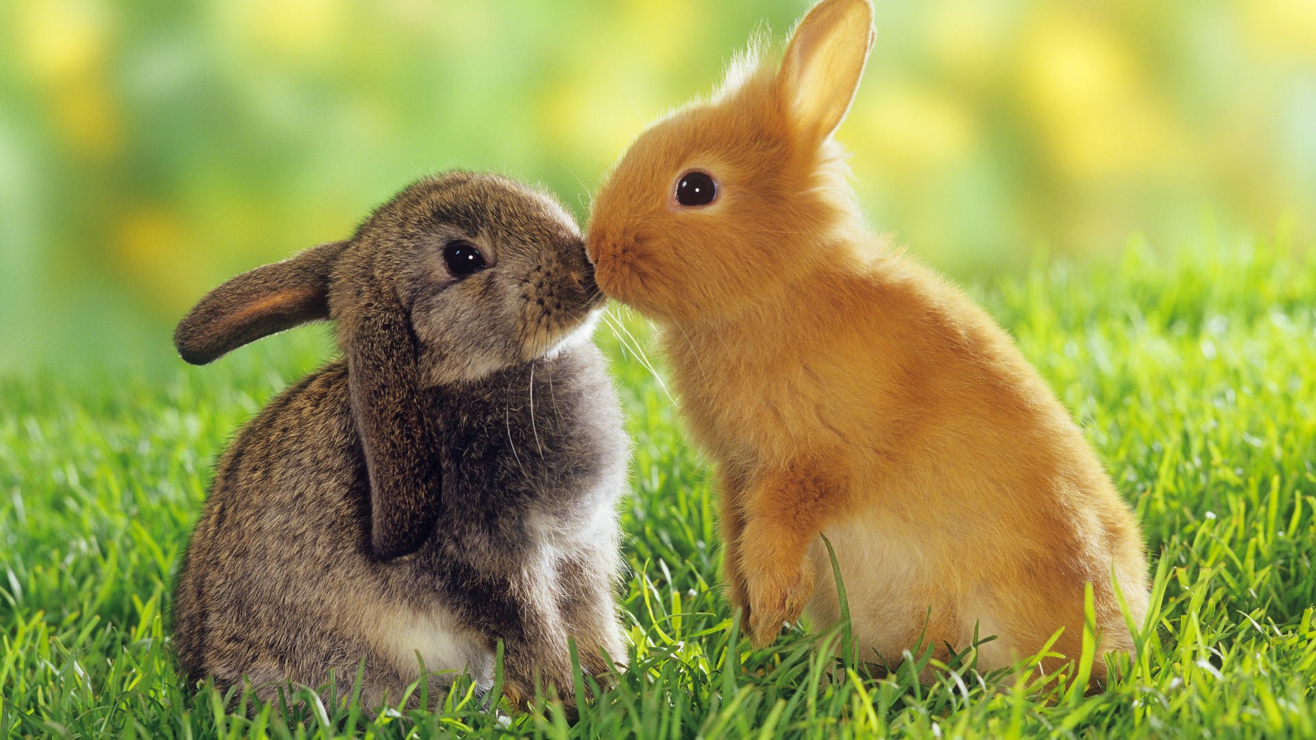 cute-rabbit-pictures