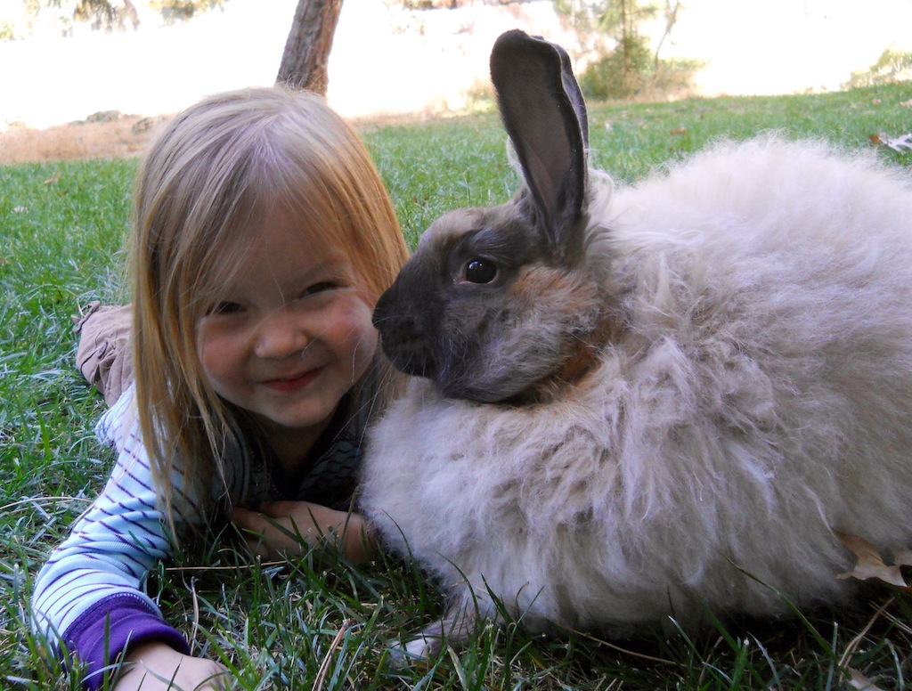 owning-a-pet-rabbit