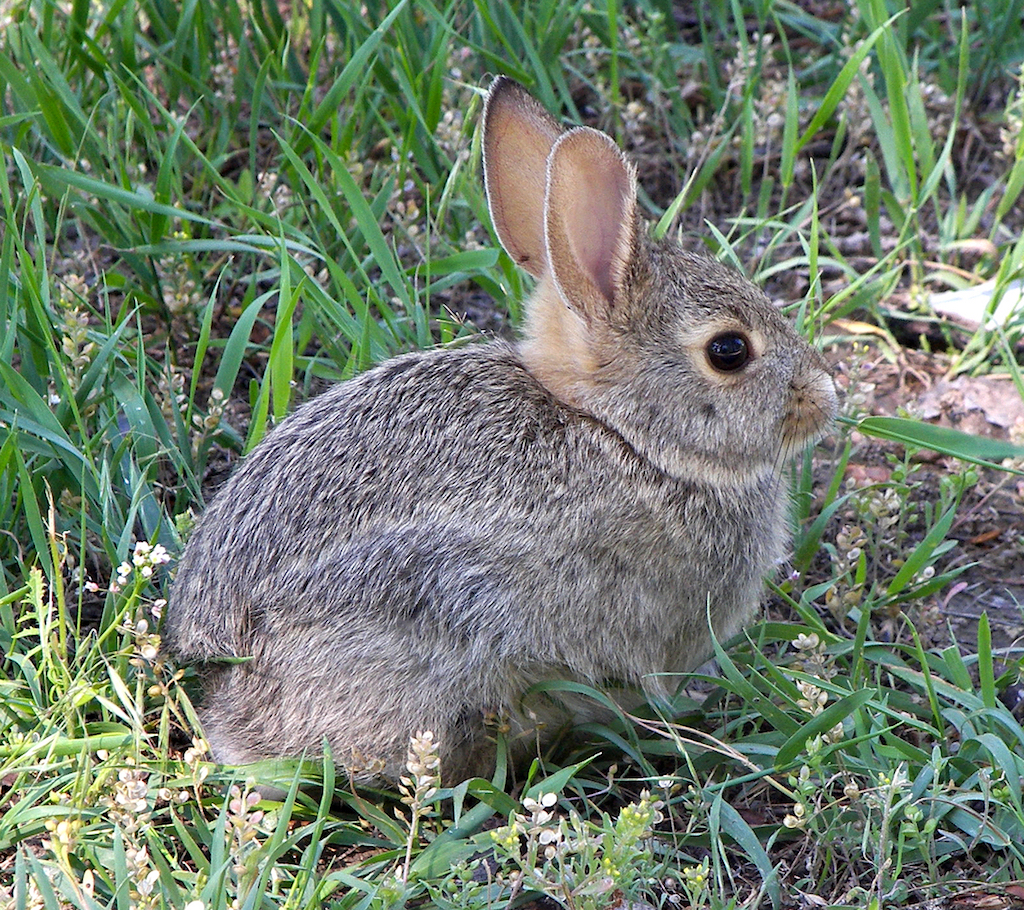 rabbit_in_montana