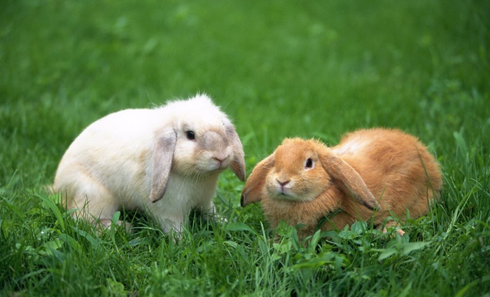 cute-rabbit-10