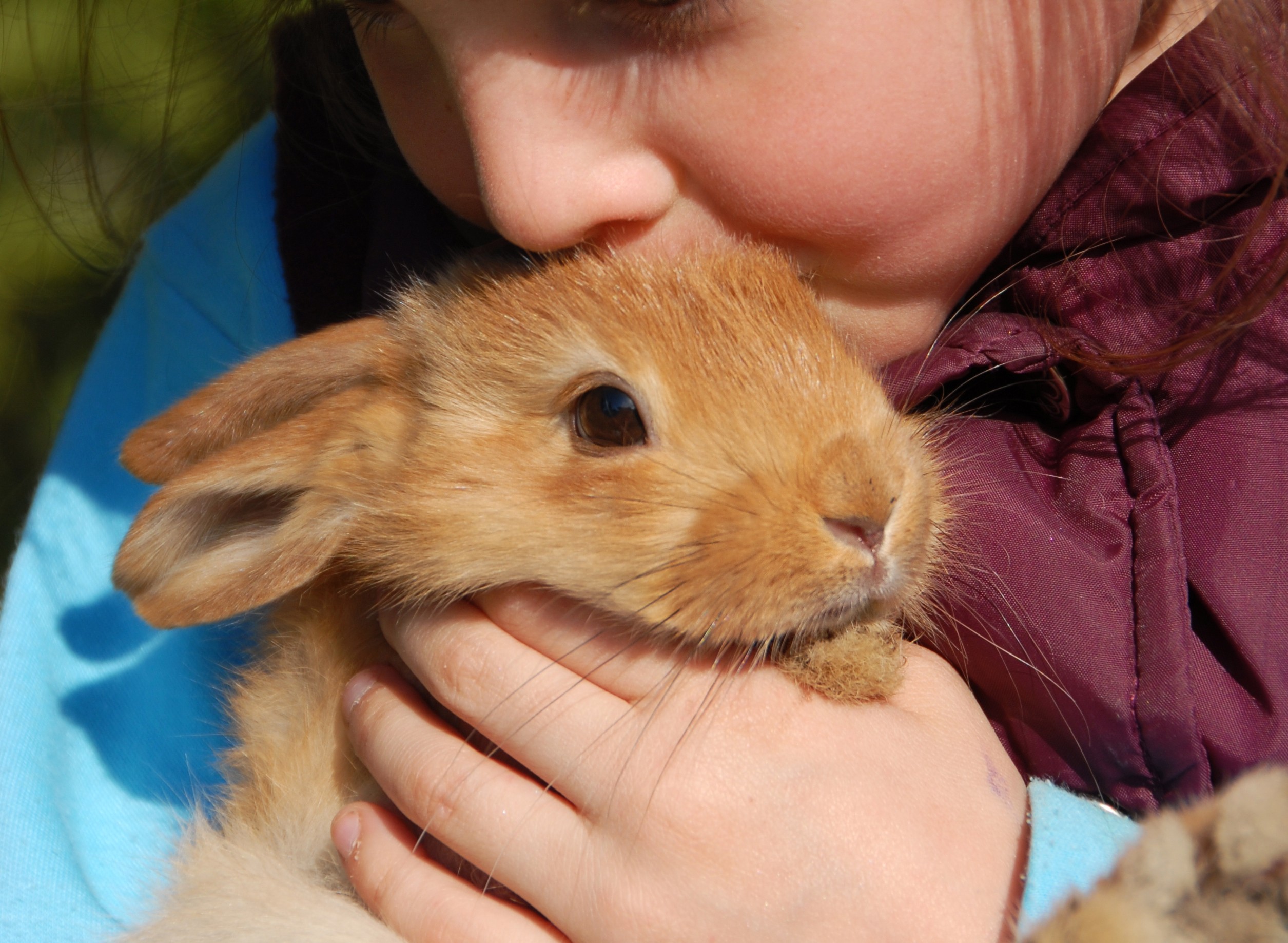 giving-up-your-rabbit-thinkstock-146883730-e1379426771974