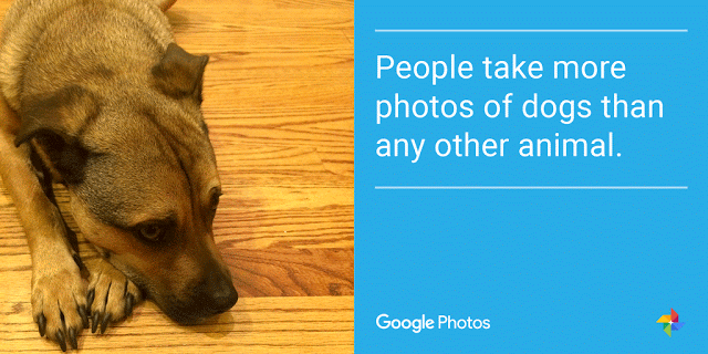 Dog-google-photos-thingslife